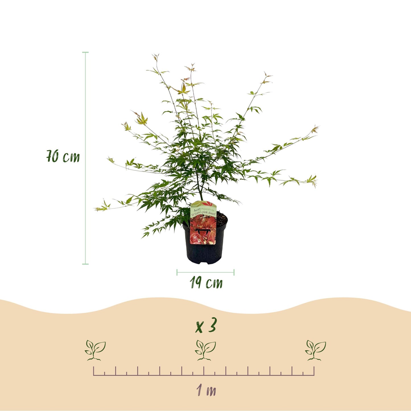 Japanischer Ahorn - Acer palmatum Pink Dwarf - Rosa - 1 Pflanze - Laubabwerfend - Topf 19cm Höhe 70cm