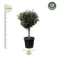 Olea Europaea Lorc - 180cm- Ø50