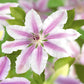 Kletterpflanze - Clematis Nelly Moser - Blüte Rosa - Wenig Pflege - 2 Pflanzen - Topf 11cm Höhe 40cm