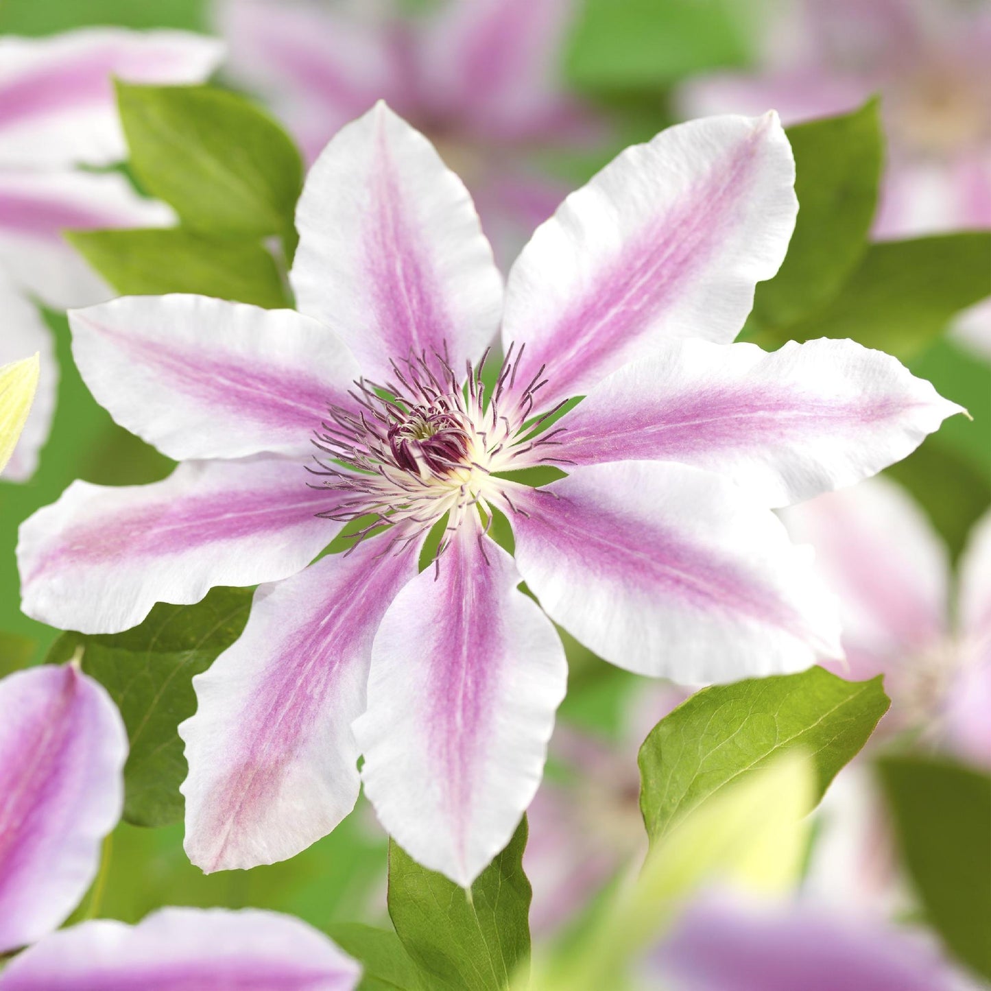 Kletterpflanze - Clematis Nelly Moser - Blüte Rosa - Wenig Pflege - 2 Pflanzen - Topf 11cm Höhe 40cm