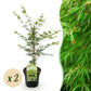 Japanischer Ahorn - Acer palmatum Emerald Lace - Grün - 2 Pflanzen - Laubabwerfend - Topf 19cm Höhe 70cm