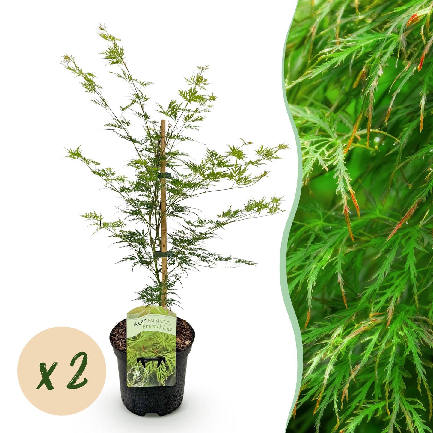 Japanischer Ahorn - Acer palmatum Emerald Lace - Grün - 2 Pflanzen - Laubabwerfend - Topf 19cm Höhe 70cm