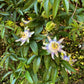 Passionsblume - Passiflora caerulea - Blüte Blau mit Grün Weiß - Wenig Pflege - 2 Pflanzen - Topf 11cm Höhe 40cm