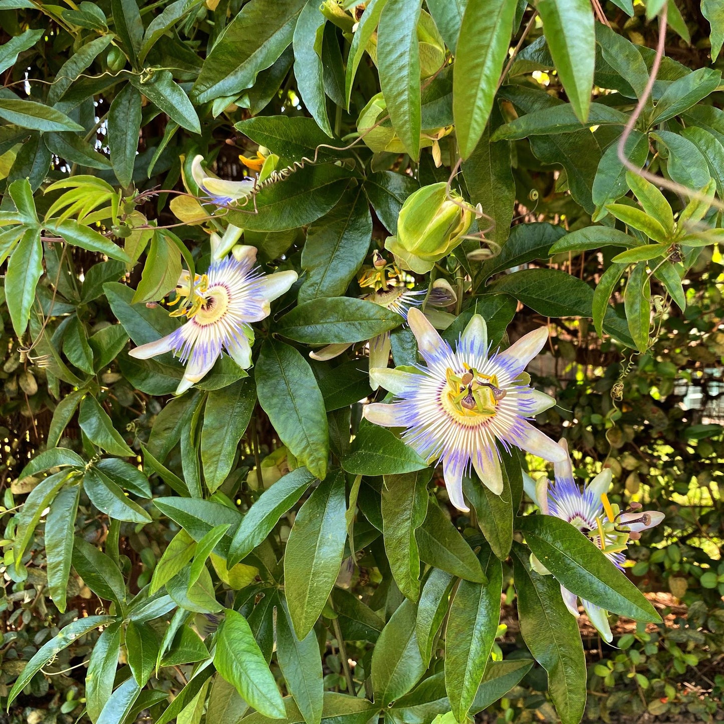 Passionsblume - Passiflora caerulea - Blüte Blau mit Grün Weiß - Wenig Pflege - 2 Pflanzen - Topf 11cm Höhe 40cm