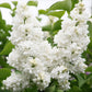 Syringa vulgaris Mme Lemoine - Common Lilac  - weiß - 1 Pflanze - Topf 17cm - Höhe 45cm
