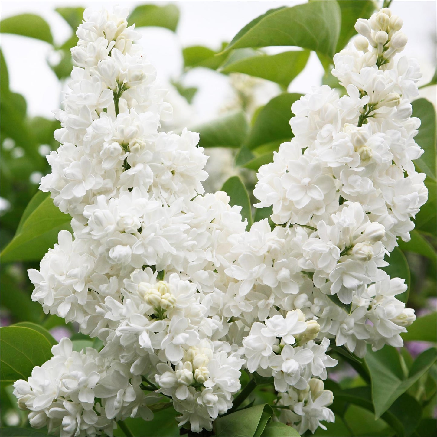 Syringa vulgaris Mme Lemoine - Common Lilac  - weiß - 1 Pflanze - Topf 17cm - Höhe 45cm