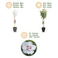 Hibiscus syriacus Starburst Chiffon® - Stamm-Pflanze - Terrassenpflanze - Laubabwerfend - Wenig Pflege - Topf 19cm Höhe 90cm