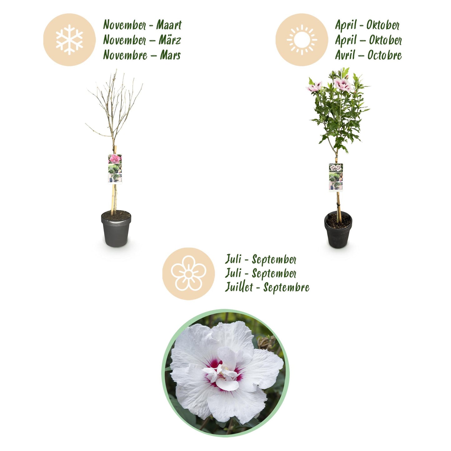 Hibiscus syriacus Starburst Chiffon® - Stamm-Pflanze - Terrassenpflanze - Laubabwerfend - Wenig Pflege - Topf 19cm Höhe 90cm