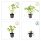 24x Geranium macrorrhizum - ↕10-25cm - Ø9cm