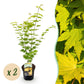 Japanischer Ahorn - Acer palmatum Jordan - Gelb - 2 Pflanzen - Laubabwerfend - Topf 19cm Höhe 70cm