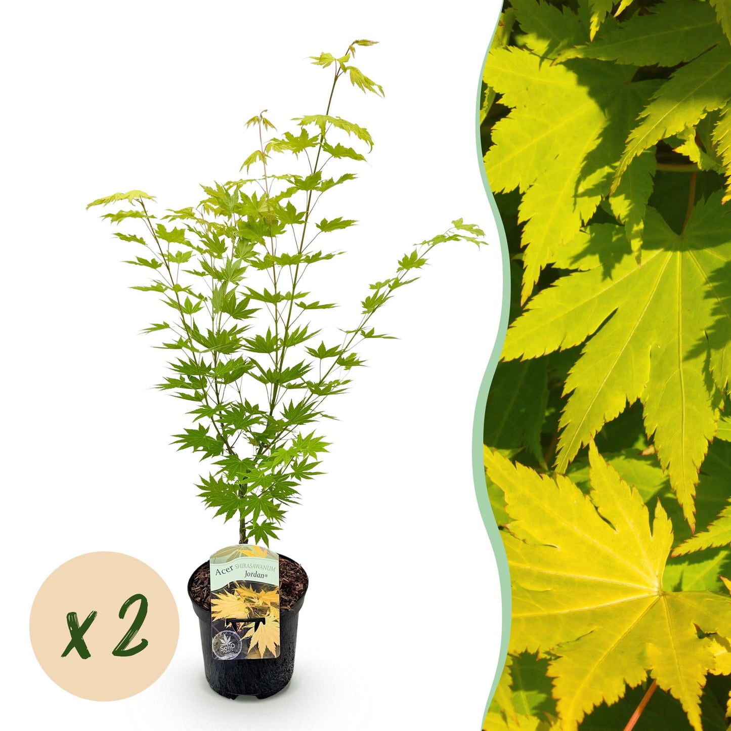 Japanischer Ahorn - Acer palmatum Jordan - Gelb - 2 Pflanzen - Laubabwerfend - Topf 19cm Höhe 70cm