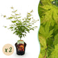 Japanischer Ahorn - Acer palmatum Orange Dream - Orange - 2 Pflanzen - Laubabwerfend - Topf 19cm Höhe 70cm