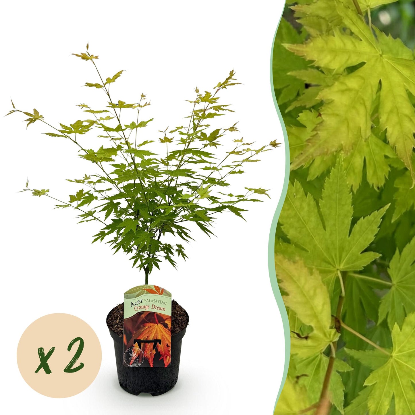 Japanischer Ahorn - Acer palmatum Orange Dream - Orange - 2 Pflanzen - Laubabwerfend - Topf 19cm Höhe 70cm