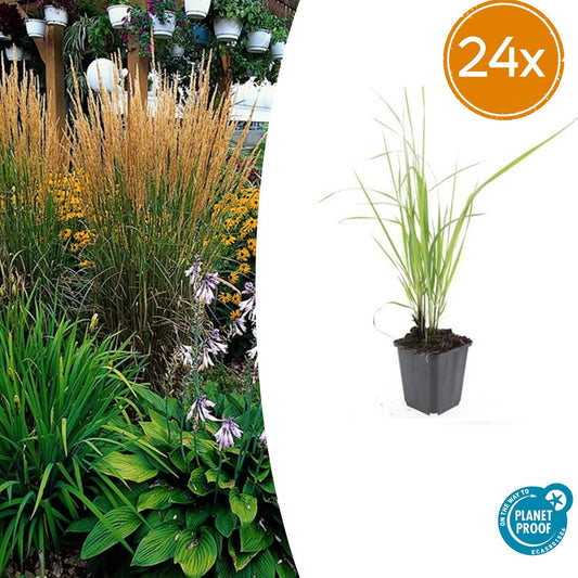 Calamagrostis acut. 'Karl Foerster'  - 24x - ↕10-25cm - Ø9cm