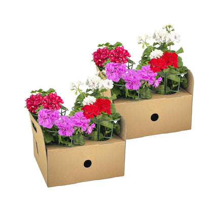 Geranien (Pelargonium peltatum) Mix Ø12 cm - ↕20 cm. 8 Stück
