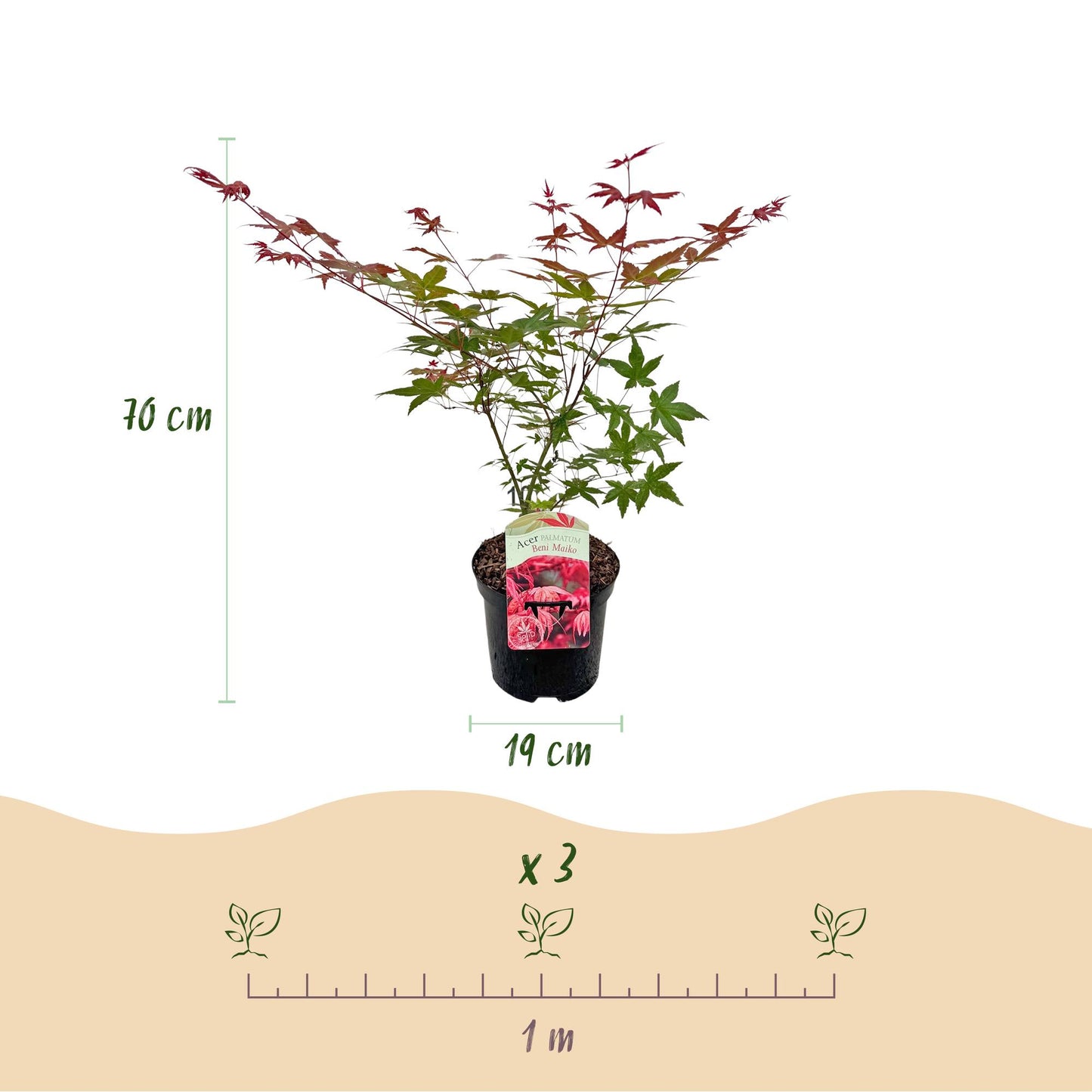 Japanischer Ahorn - Acer palmatum Beni Maiko - Rot - 2 Pflanzen - Laubabwerfend - Topf 19cm Höhe 70cm