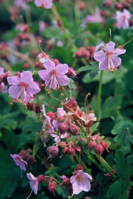 48x Geranium macr. 'Ingwersen's Var.' - ↕10-25cm - Ø9cm