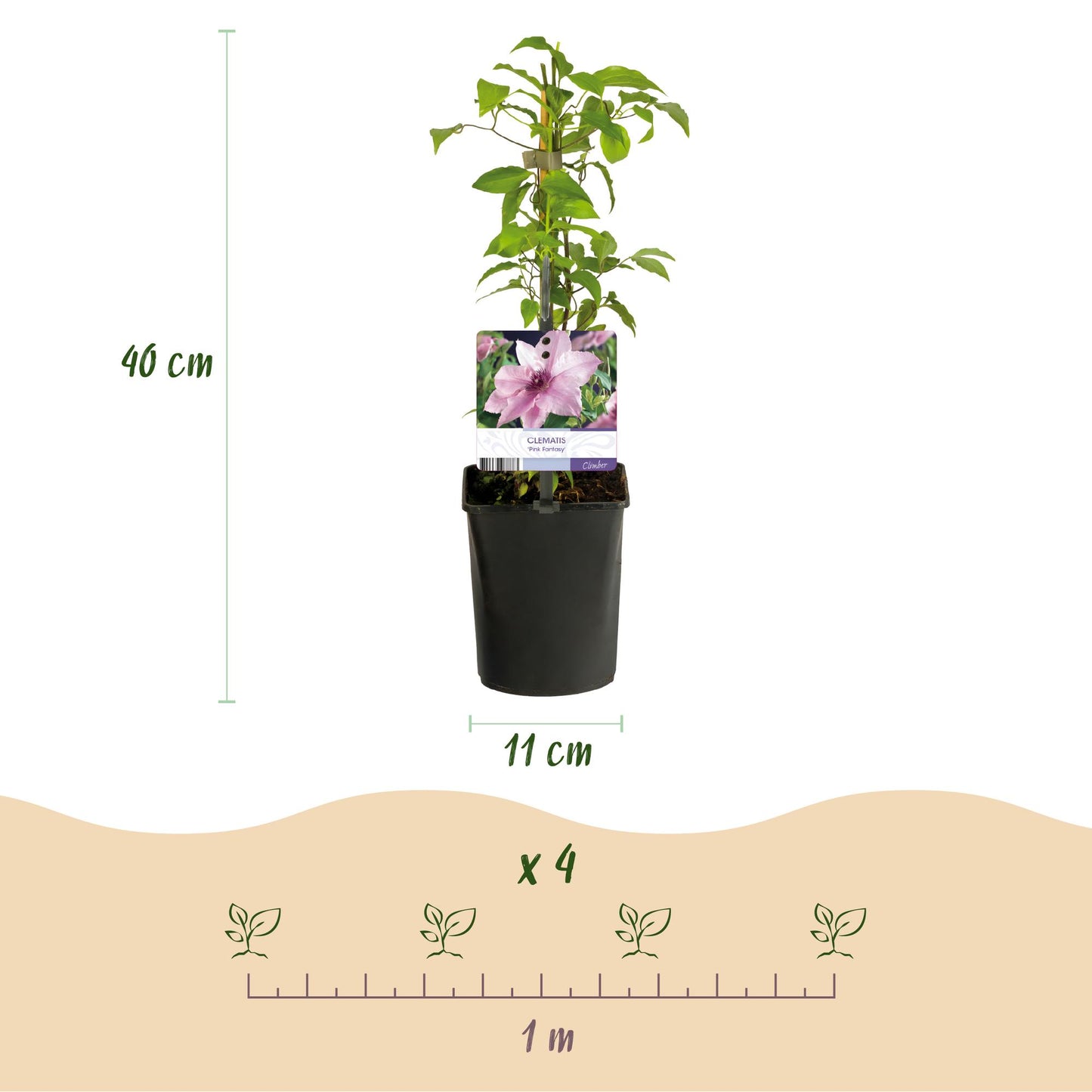 Kletterpflanze - Clematis Pink Fantasy - Blüte Rosa - Wenig Pflege - 2 Pflanzen - Topf 11cm Höhe 40cm
