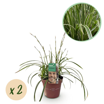 Ziergräser - Carex morrowii Ice Dance - Weiß & Grün - 2 Pflanzen - Immergrün - Wenig Pflege - Topf 17cm Höhe 50cm