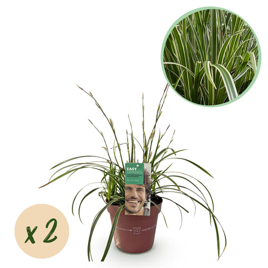 Ziergräser - Carex morrowii Ice Dance - Weiß & Grün - 2 Pflanzen - Immergrün - Wenig Pflege - Topf 17cm Höhe 50cm