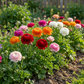40x Ranunculus Mix - Ranunkel-Mischung - Diverses - Sommerblüher - Zwiebelgröße 5/6