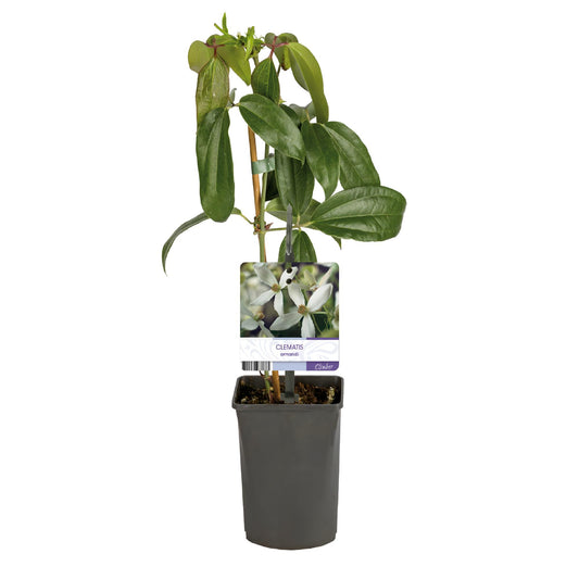 Kletterpflanze - Clematis armandii - Blüte Weiß - Immergrün - Wenig Pflege - 1 Pflanze Topf 11cm Höhe 40cm