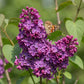 Syringa vulgaris Ludwig Spath - Common Lilac - Flieder - winterhart - violett - 1 Pflanze - Topf 17cm - Höhe 45cm