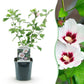 Hibiscus syriacus Hamabo - Blüte Hellrosa - 1 Pflanze - Laubabwerfend - Wenig Pflege - Topf 17cm Höhe 45cm