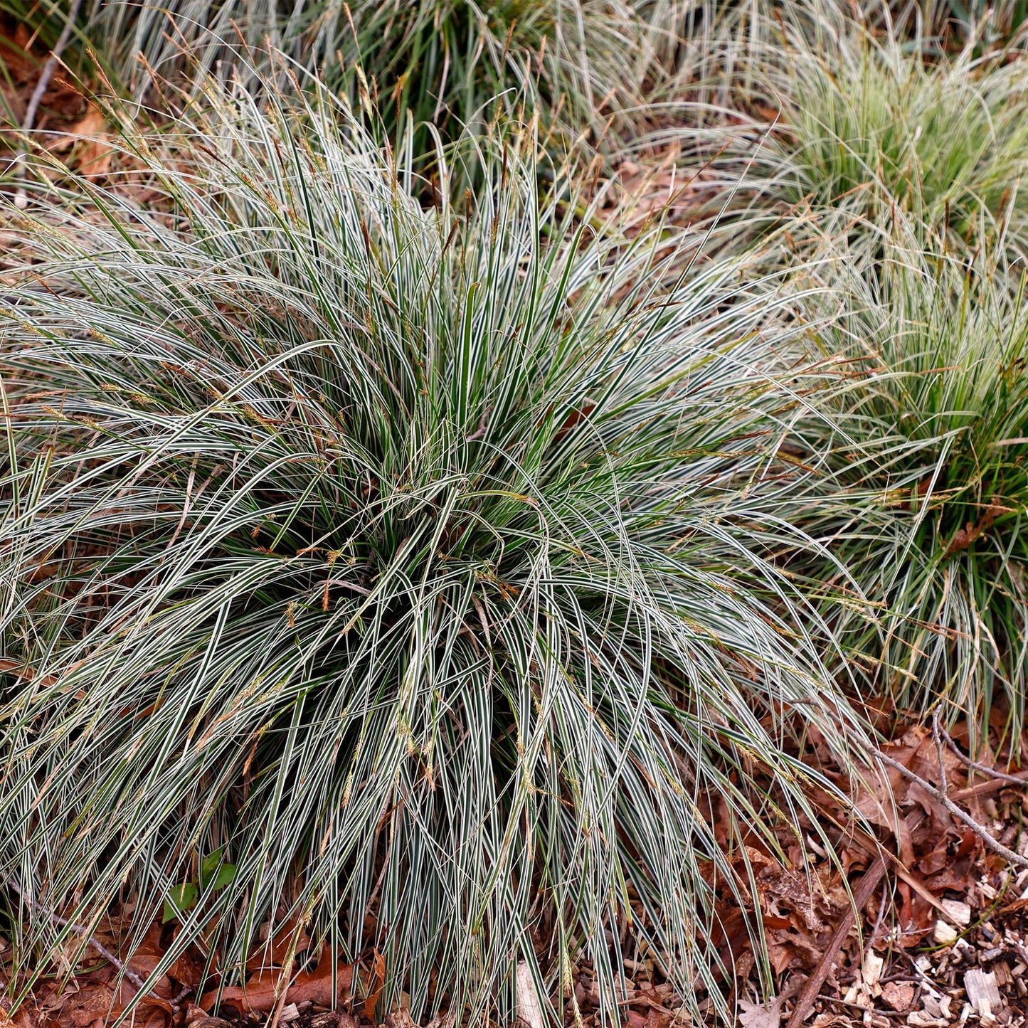 Ziergräser - Carex oshimensis Everest - Weiß und Grün - 2 Pflanzen - Immergrün - Wenig Pflege - Topf 17cm Höhe 50cm