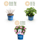 Hydrangea Endles Summer The Original Pink - Hortensie - Winterhart - Rosa - 1 Pflanze - Topf 14cm - Höhe 20-25cm