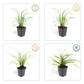 24x Carex morrowii 'Ice Dance' - ↕10-25cm - Ø9cm