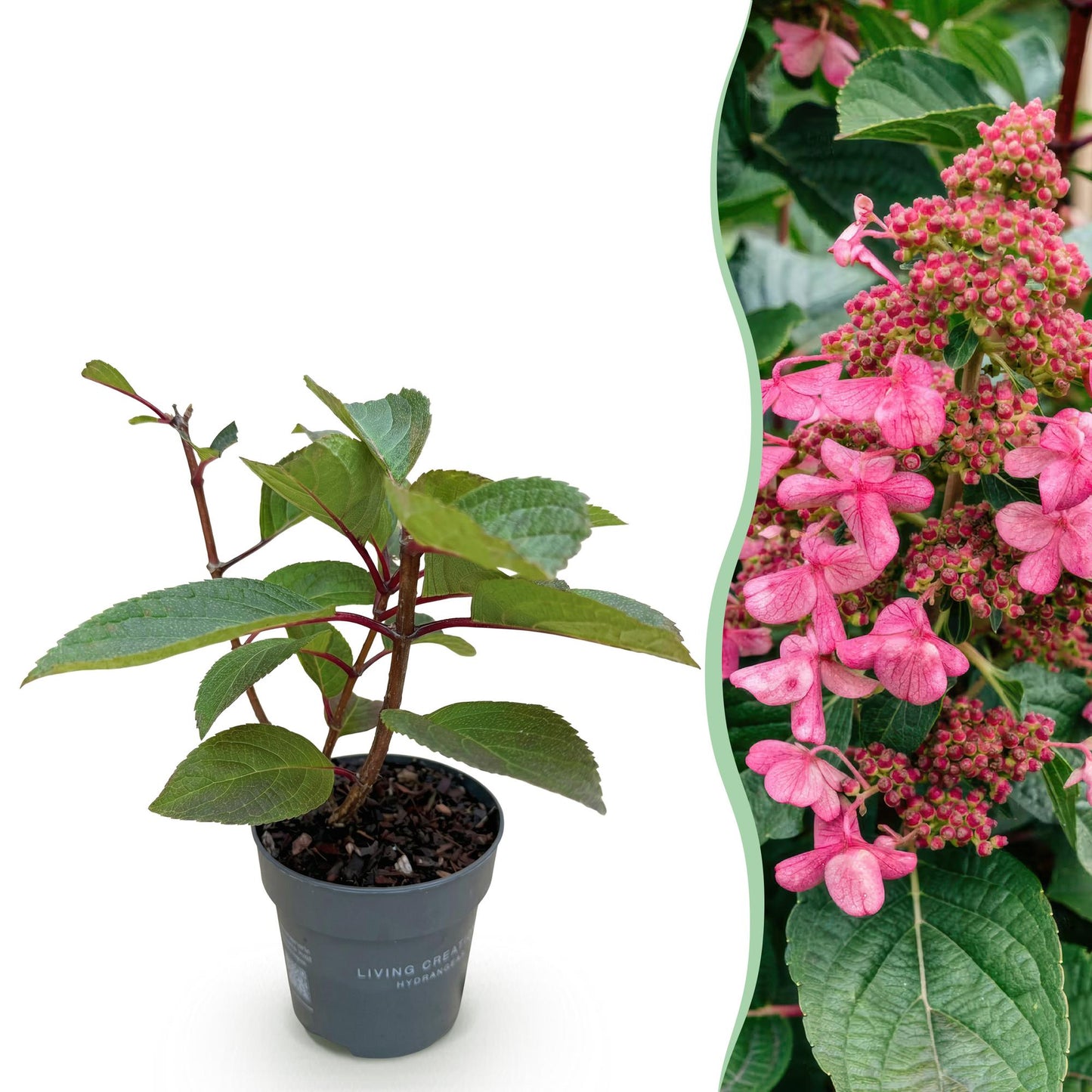 Hydrangea panniculata Living Infinity - Rispenhortensie - Winterhart - Weiß - 1 Pflanze - Topf 12cm - Höhe 20-30cm