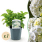Hortensie - Hydrangea macrophylla Weiß - Blüte Weiß  - 3 Pflanzen - 1 m2 - Laubabwerfend - Wenig Pflege - Topf 17cm Höhe 30cm