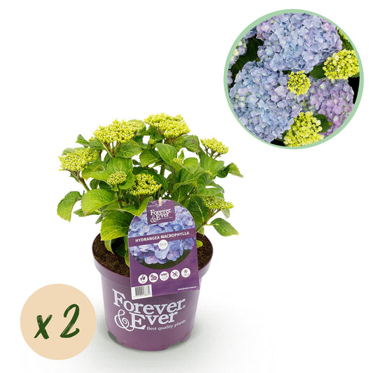 Hortensie - Hydrangea Forever & Ever - Blau - 7-12 Blumen - 2 Pflanzen - Topf 23cm Höhe 55cm