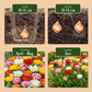 30x Tulipa Double mix - Gefüllte Tulpe - Diverses - Frühlingsblüher - Zwiebelgröße 11/13