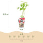 Obstpflanzen - Himbeere - Rubus idaeus Ottawa - Winterhart - 3 Pflanzen - Topf 9 cm - Rote Himbeere