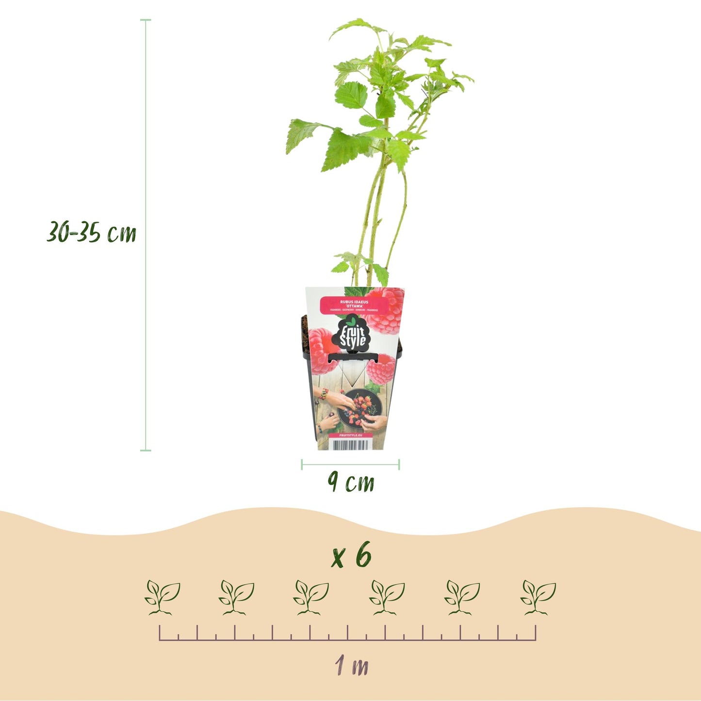 Obstpflanzen - Himbeere - Rubus idaeus Ottawa - Winterhart - 3 Pflanzen - Topf 9 cm - Rote Himbeere