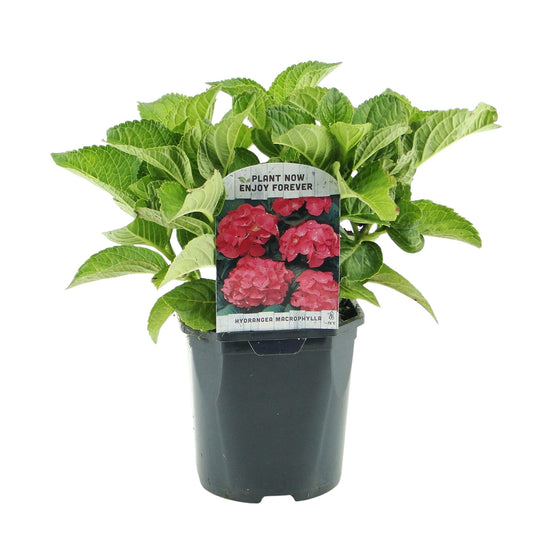 Hortensie - Hydrangea macrophylla Rot - Blüte Rot - 1 Pflanze - Laubabwerfend - Wenig Pflege - Topf 17cm Höhe 30cm