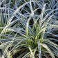Ziergräser - Carex oshimensis Everest - Weiß und Grün - 1 Pflanze - Immergrün - Winterhart - Topf 17cm Höhe 50cm