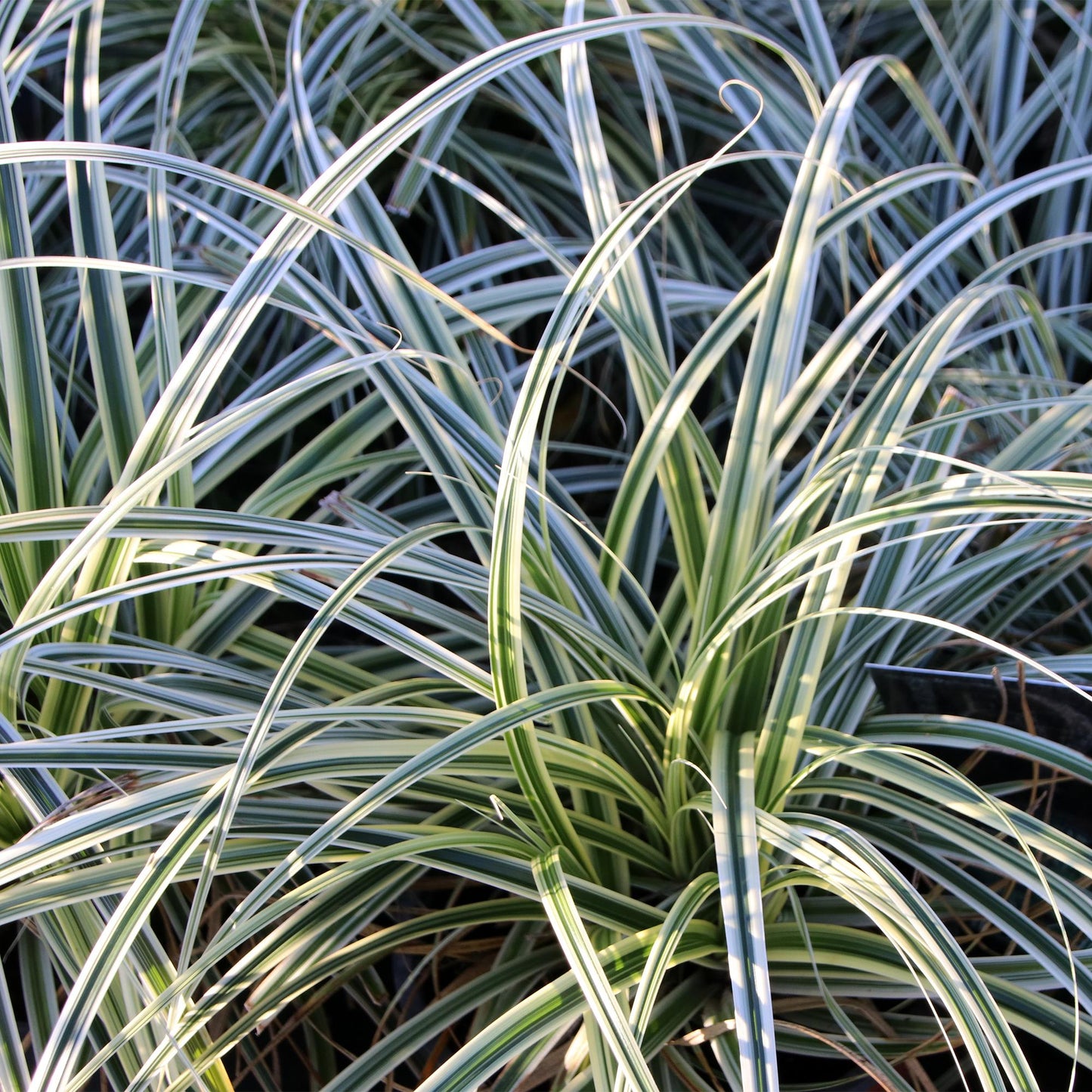 Ziergräser - Carex oshimensis Everest - Weiß und Grün - 1 Pflanze - Immergrün - Winterhart - Topf 17cm Höhe 50cm