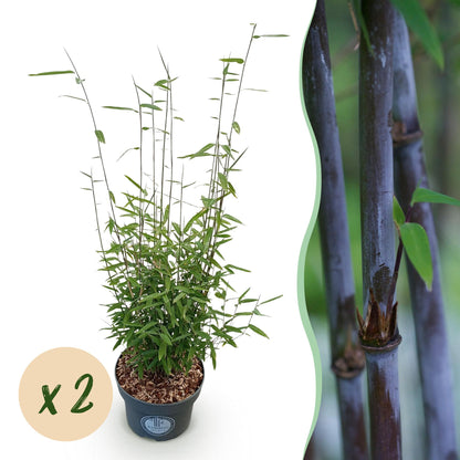 Gräser - Fargesia nitida Black Dragon - Bambus - Nicht Wuchernd - Grün - 2 Pflanzen - Topf 23 cm - Höhe 80 cm