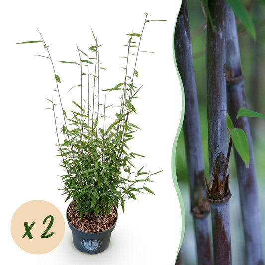 Gräser - Fargesia nitida Black Dragon - Bambus - Nicht Wuchernd - Grün - 2 Pflanzen - Topf 23 cm - Höhe 80 cm