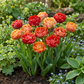 24x Tulipa Gudoshnik Double - Double tulip Gudoshnik - Miscellaneous