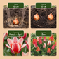 40x Tulipa Greigii mix - Greigi-Tulpe Mischung - Diverses - Frühlingsblüher