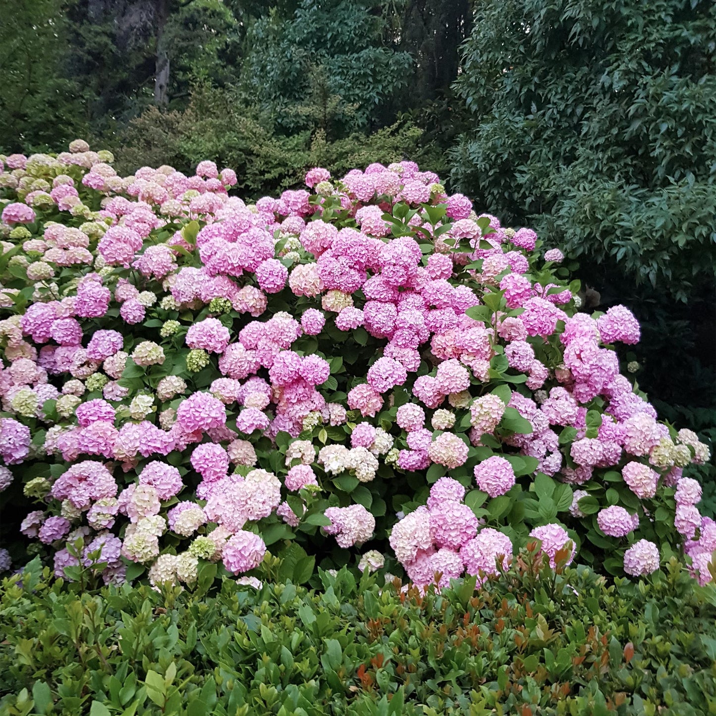 Hortensie - Hydrangea macrophylla Pink - Blüte Rosa - 1 Pflanze - Laubabwerfend - Wenig Pflege - Topf 17cm Höhe 30cm