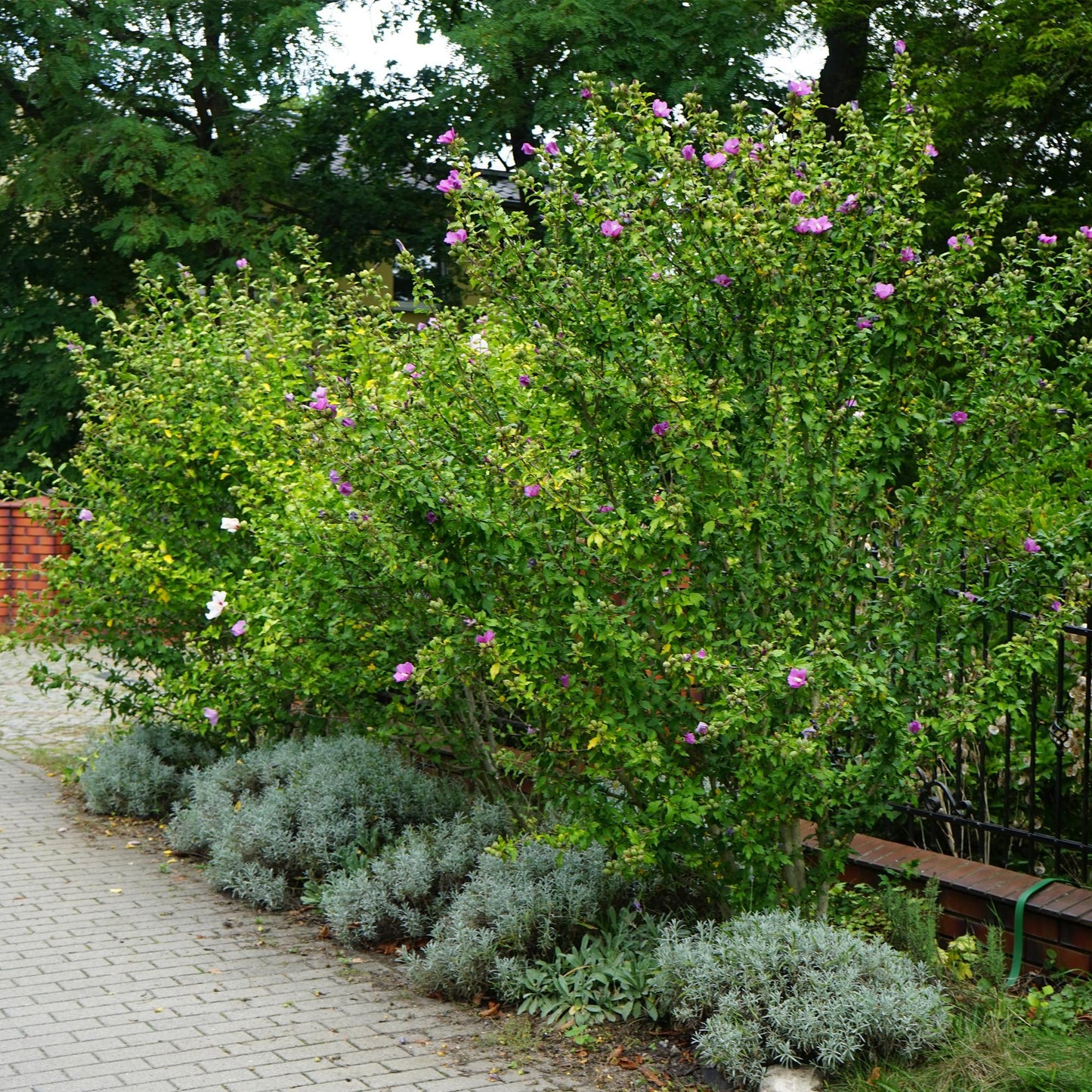 Hibiscus syriacus Woodbridge - Garden Hibiscus - Hardy - Pink - 3 Plants - Pot 17cm - Height 45cm