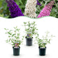 Schmetterlingsstrauch - Buddleja davidii Tricolour - Hardy - Blue - Pink - White - 3 Plants - Pot 17cm - Height 45cm