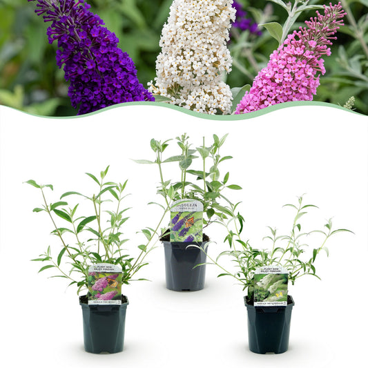 Schmetterlingsstrauch - Buddleja davidii Tricolour - Hardy - Blue - Pink - White - 3 Plants - Pot 17cm - Height 45cm