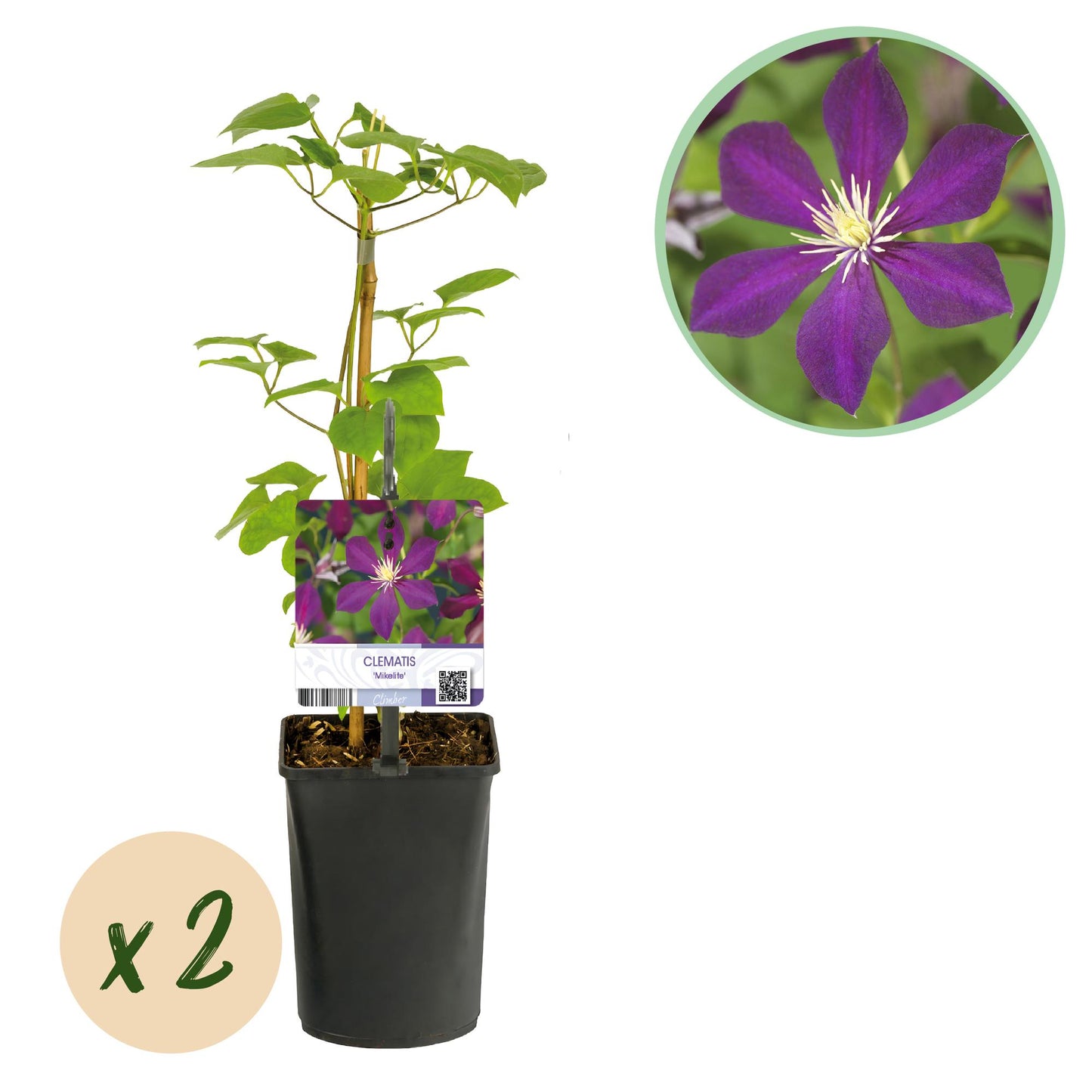 Kletterpflanze - Clematis Mikelite - Blüte Lila - Wenig Pflege - 2 Pflanzen - Topf 11cm Höhe 40cm