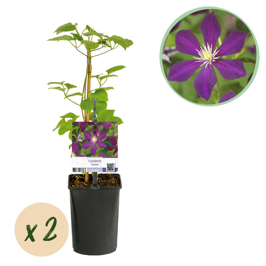 Kletterpflanze - Clematis Mikelite - Blüte Lila - Wenig Pflege - 2 Pflanzen - Topf 11cm Höhe 40cm